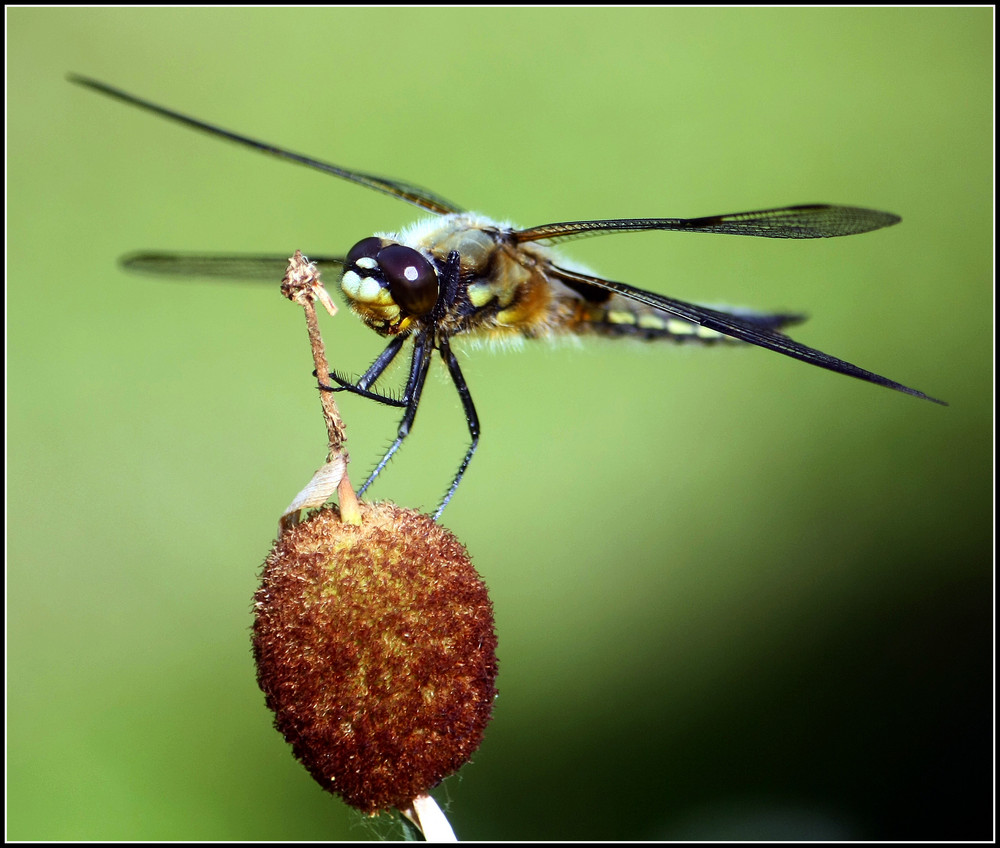 VIERFLECK (Libellula quadrimaculata) 1