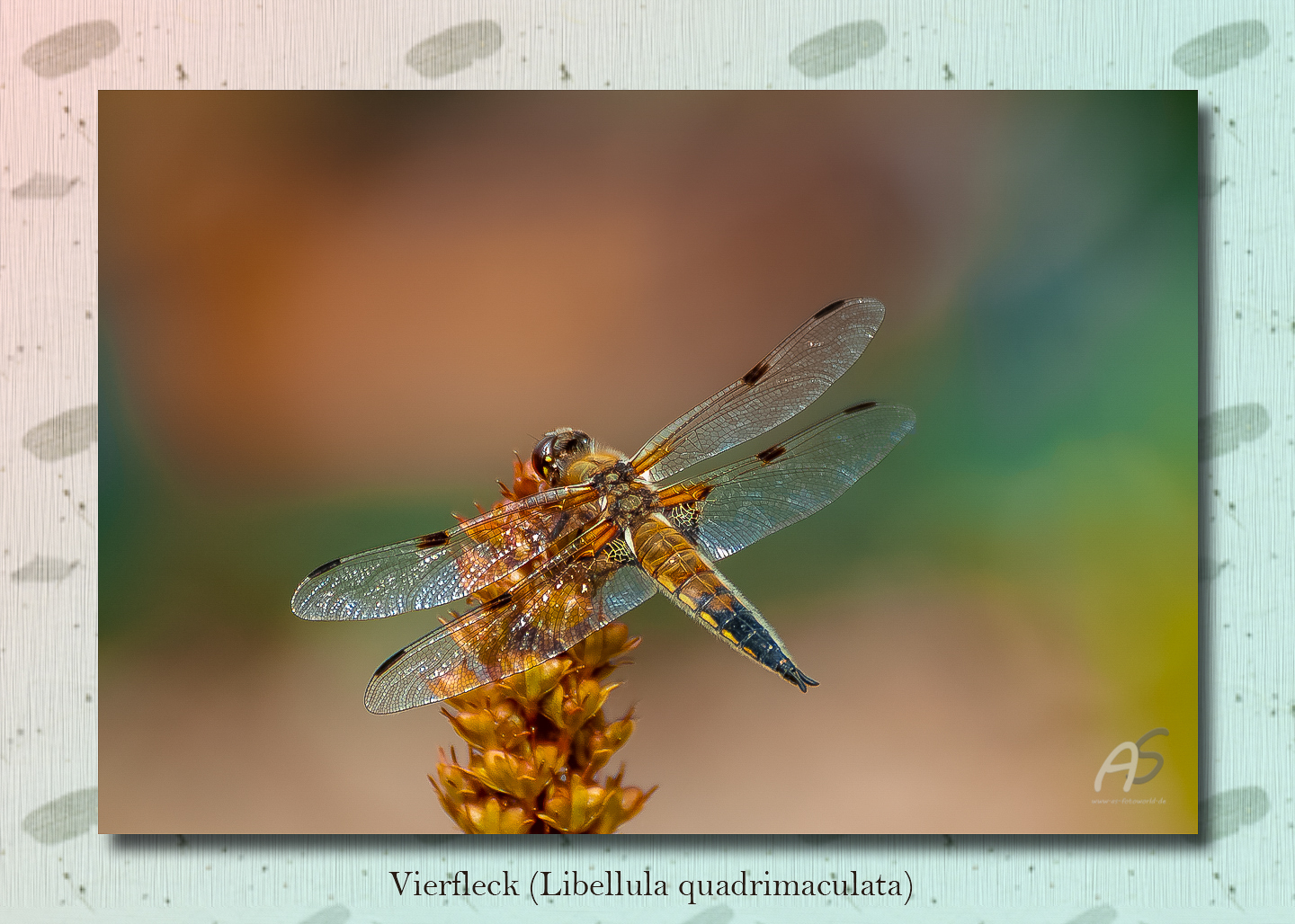 Vierfleck (Libellula quadrimaculata) (1 von 1)