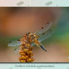 Vierfleck (Libellula quadrimaculata) (1 von 1)