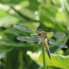 Vierfleck (Libellula quadrimaculata)