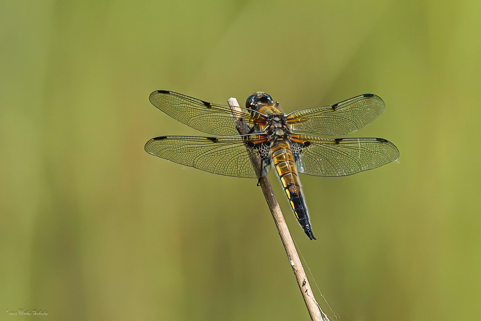 Vierfleck - Libellula quadrimaculata -