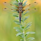 Vierfleck Libellula quadrimaculata