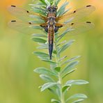 Vierfleck Libellula quadrimaculata