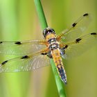 Vierfleck (Libellula quadrimaculata)