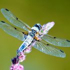 Vierfleck (Libellula quadrimaculata)