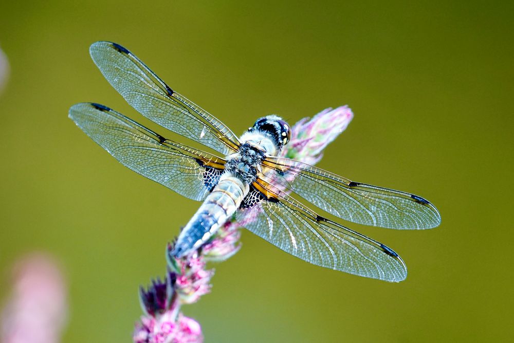 Vierfleck (Libellula quadrimaculata)