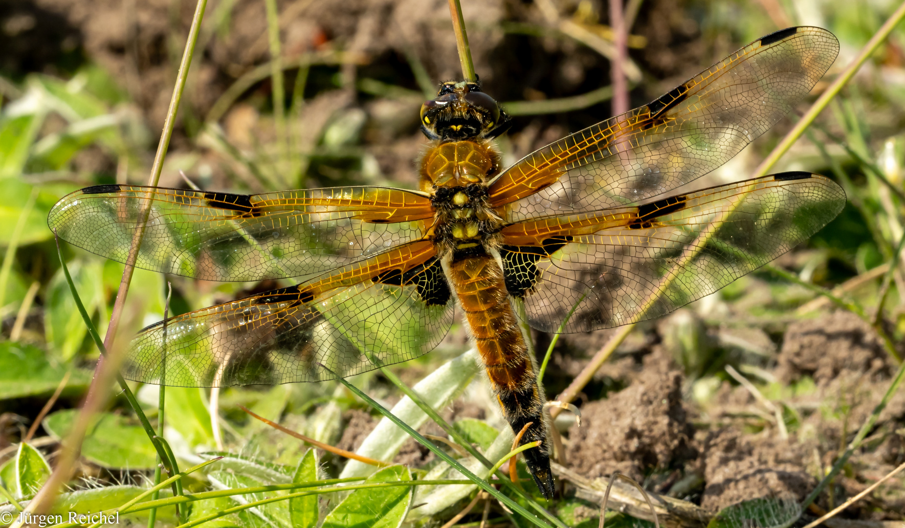 Vierfleck (Libellula quadrimaculata) 