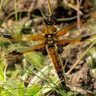 Vierfleck (Libellula quadrimaculata) 