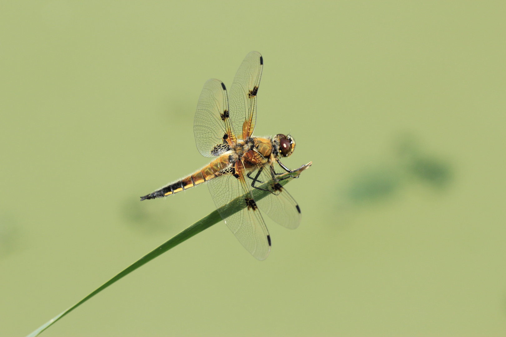 Vierfleck – Libellula quadrimaculata