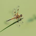 Vierfleck – Libellula quadrimaculata