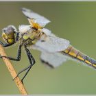 Vierfleck (Libellula quadrimaculata)