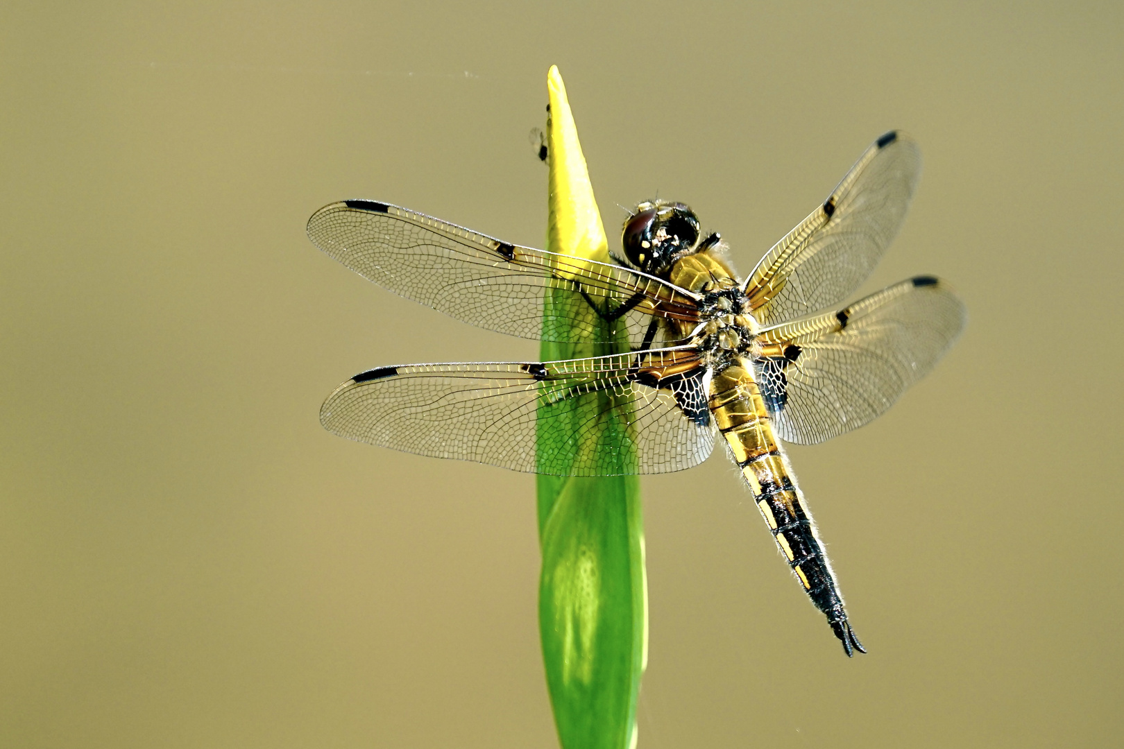 Vierfleck (Libellula quadrimaculata)