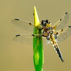 Vierfleck (Libellula quadrimaculata)