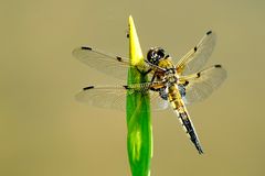 Vierfleck (Libellula quadrimaculata)