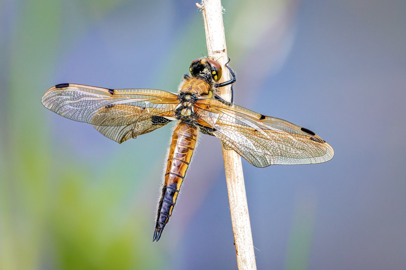 Vierfleck - libellula quadrimaculata