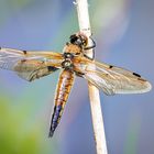 Vierfleck - libellula quadrimaculata