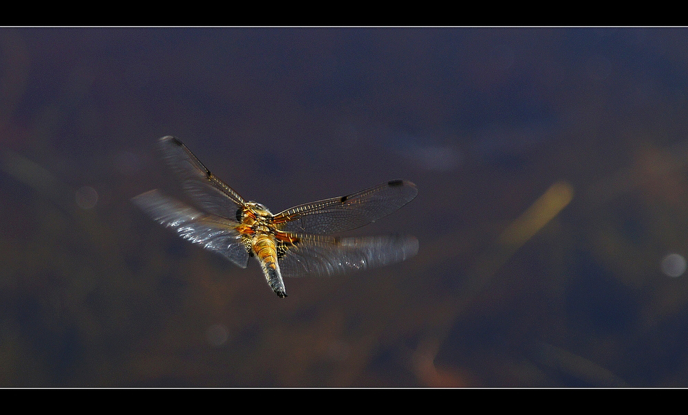 Vierfleck (Libellula quadrimaculata)