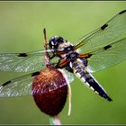 VIERFLECK (Libellula quadrimaculata) 2