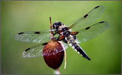 VIERFLECK (Libellula quadrimaculata) 2