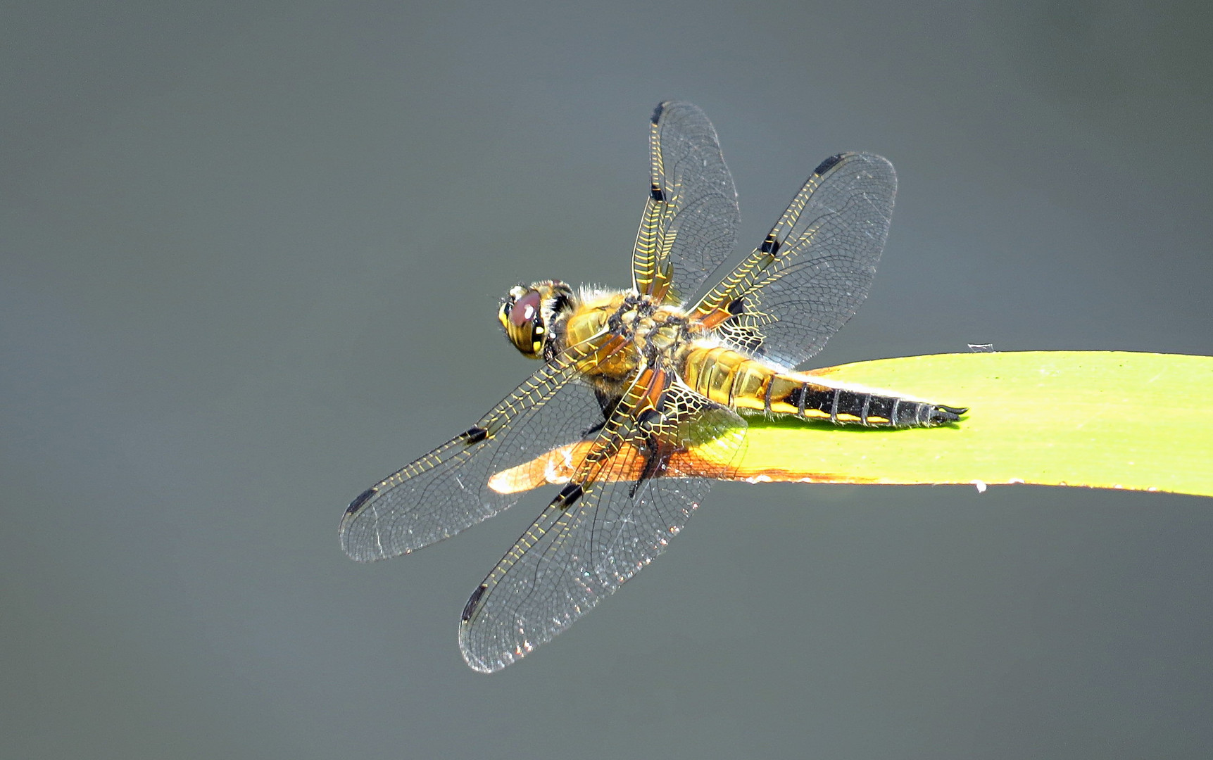 --- Vierfleck (Libellula quadrimaculata) ---