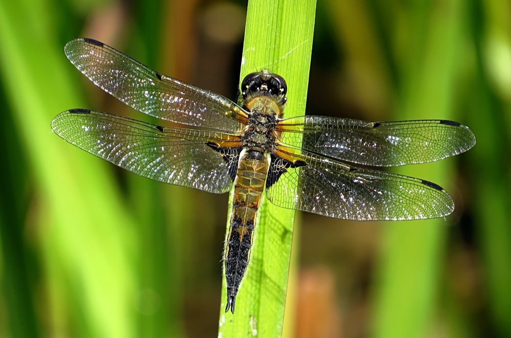 --- Vierfleck (Libellula quadrimaculata) ---