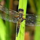 --- Vierfleck (Libellula quadrimaculata) ---