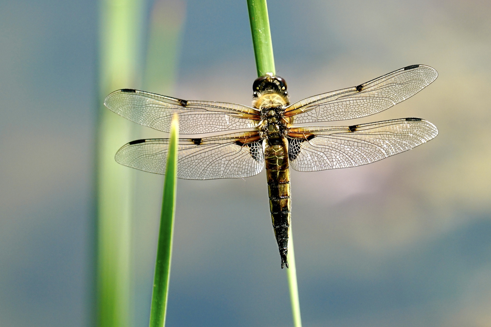 Vierfleck (Libellula quadrimaculata)