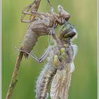 Vierfleck (Libellula quadrimaculata)