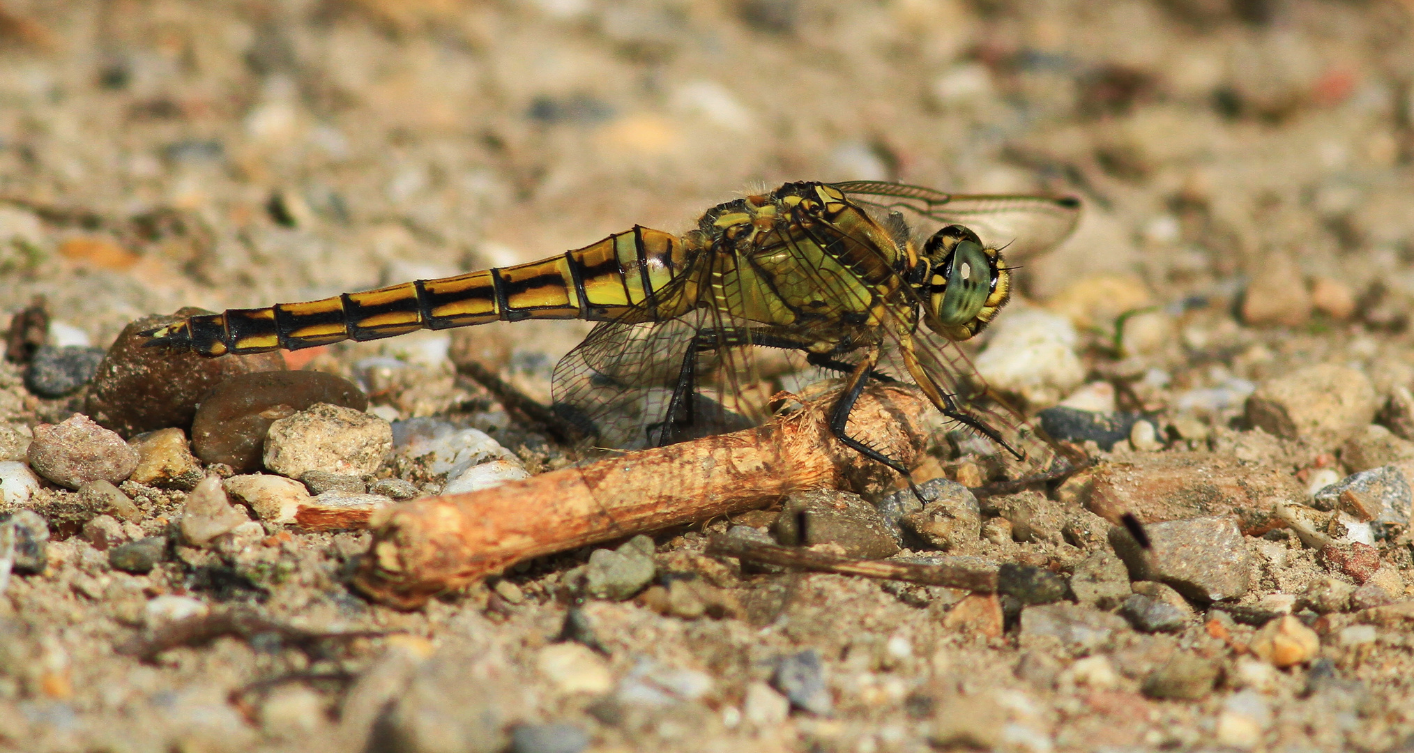 Vierfleck (Libellula quadrimaculata).