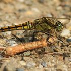 Vierfleck (Libellula quadrimaculata).