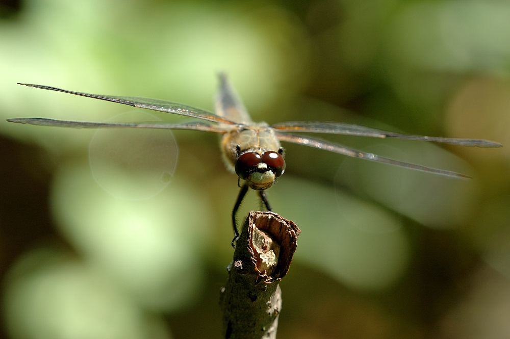 Vierfleck (Libellula quadrimaculata)