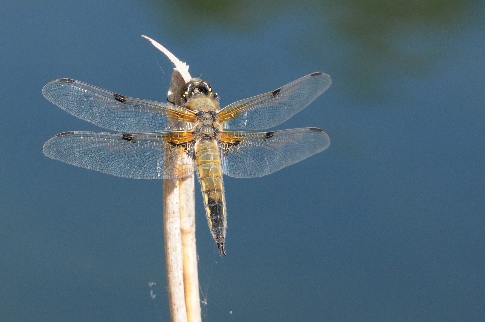 Vierfleck (Libellula quadrimaculata)