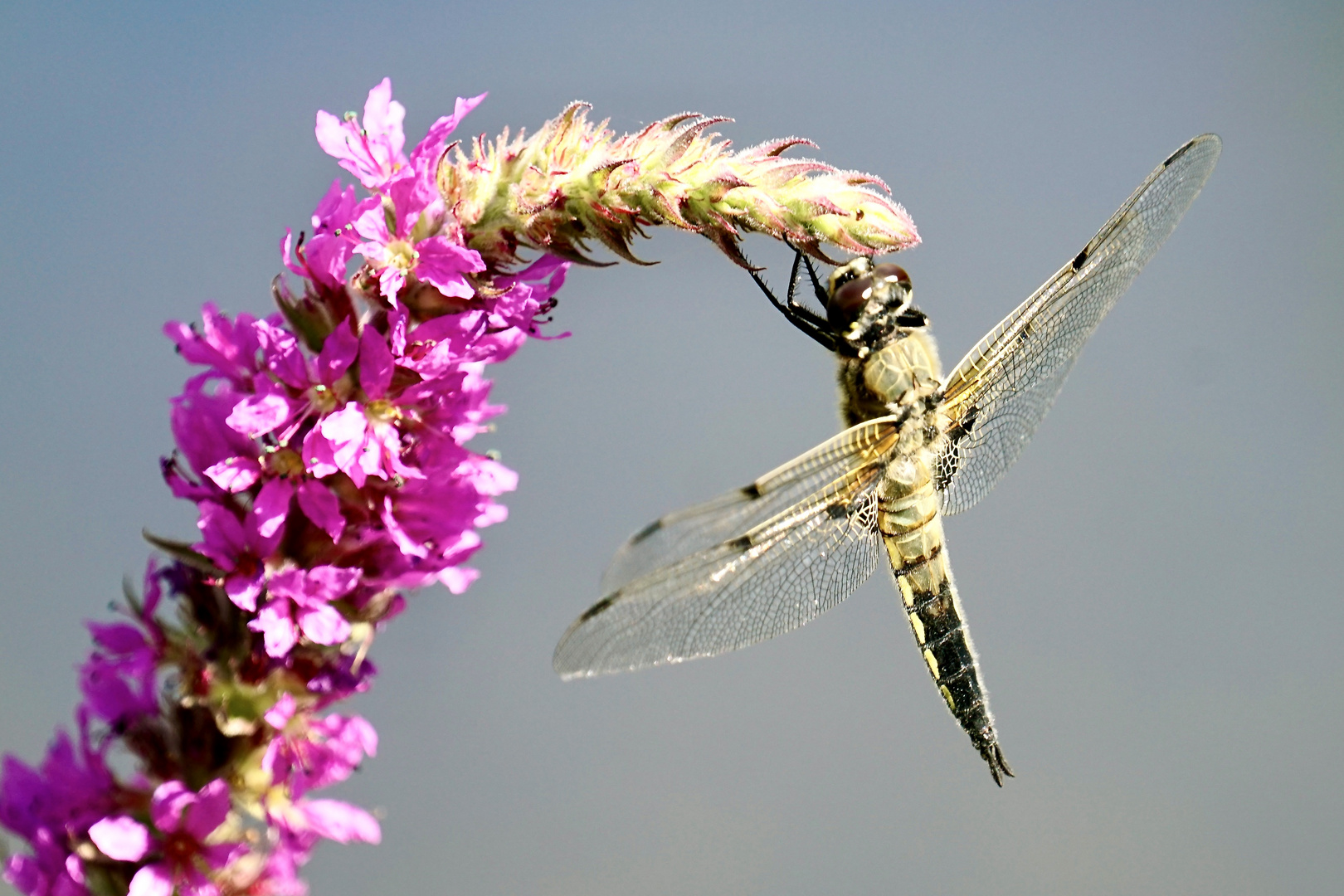 Vierfleck (Libellula quadrimaculata)