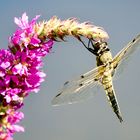 Vierfleck (Libellula quadrimaculata)