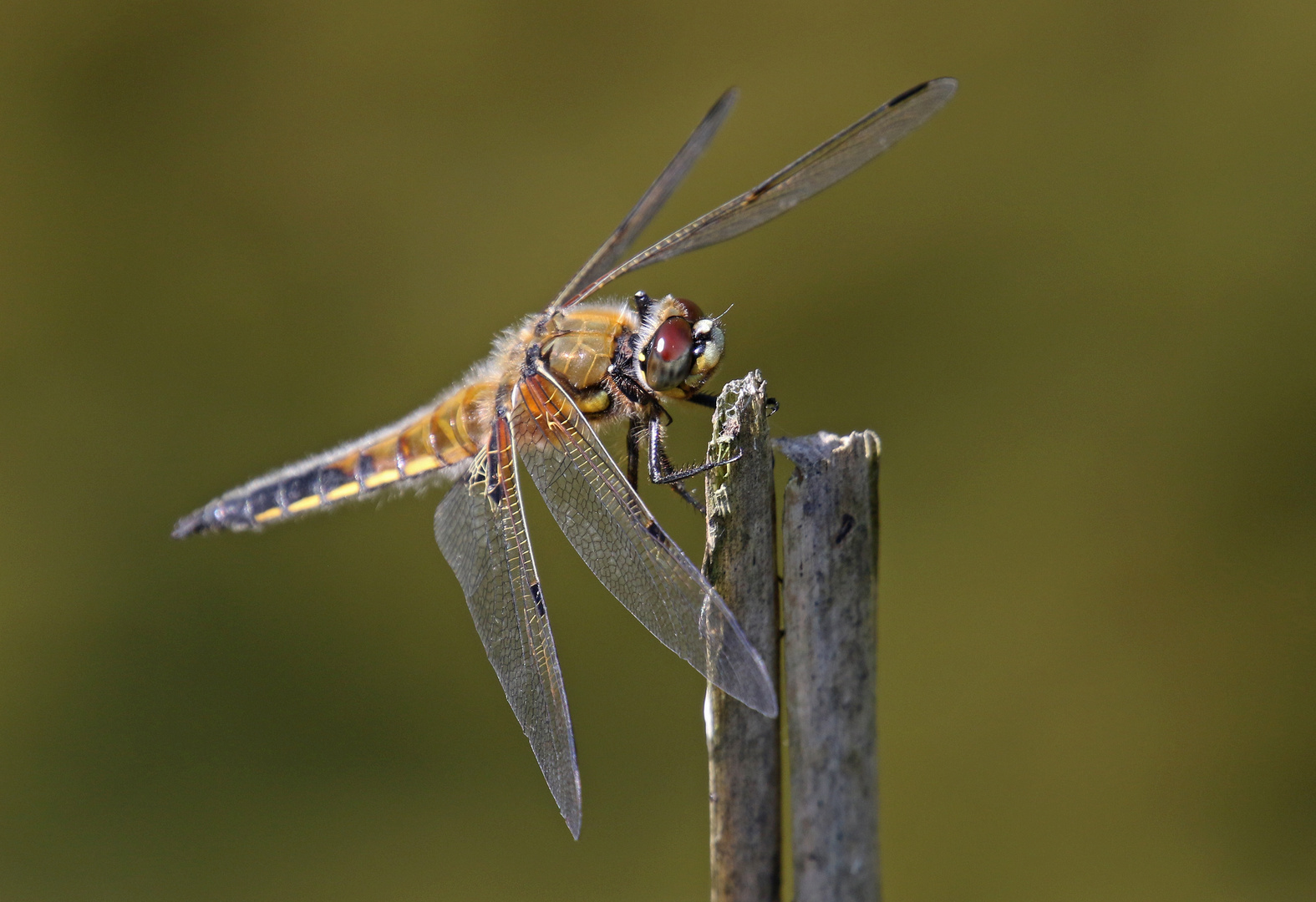 Vierfleck (Libellula quadrimaculata)