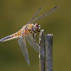 Vierfleck (Libellula quadrimaculata)