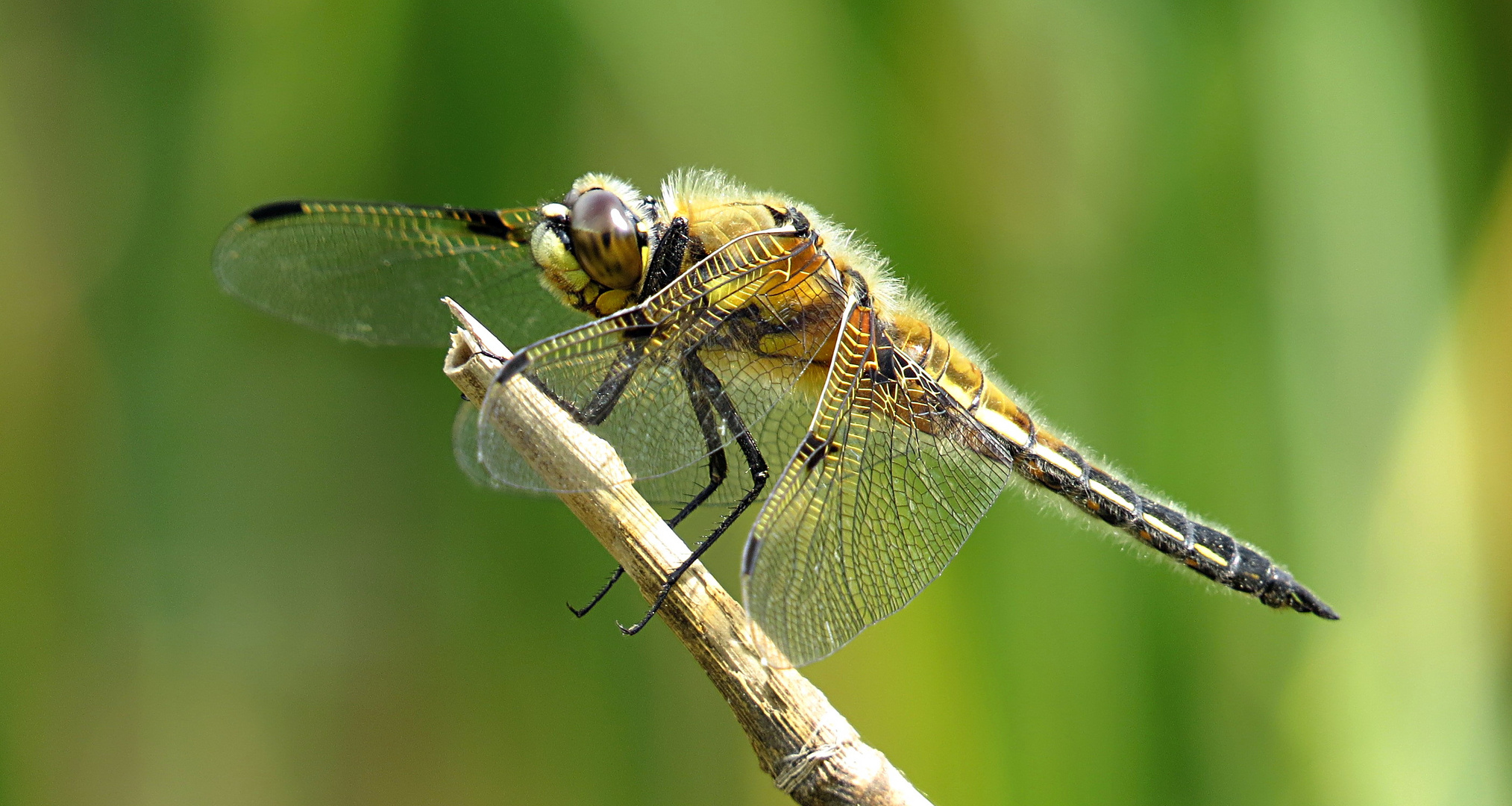 --- Vierfleck (Libellula quadrimaculata) ---