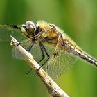 --- Vierfleck (Libellula quadrimaculata) ---