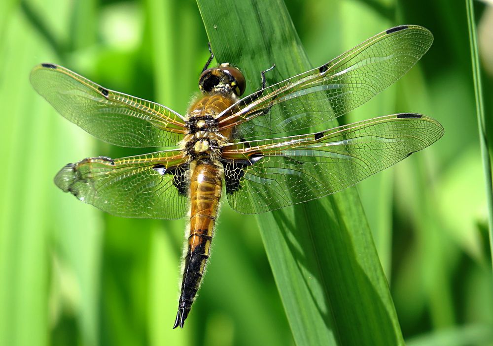 --- Vierfleck (Libellula quadrimaculata) ---