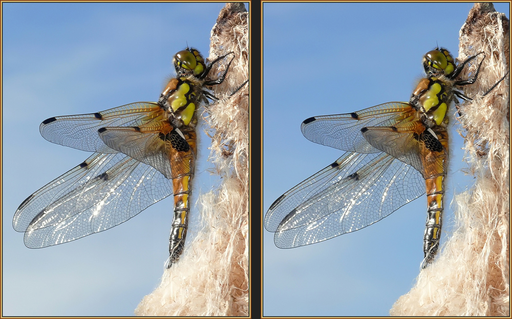 Vierfleck (Libellula quadrimaculata)