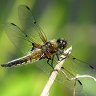 --- Vierfleck (Libellula quadrimaculata) ---