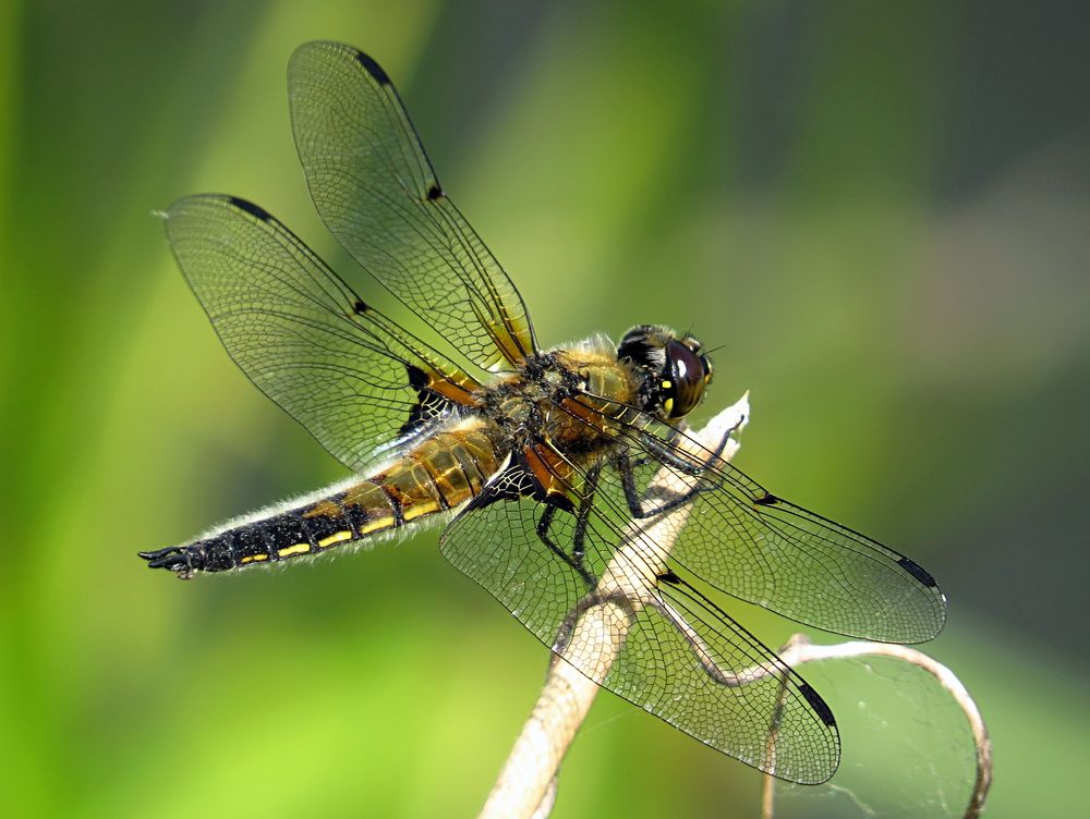 --- Vierfleck (Libellula quadrimaculata) ---