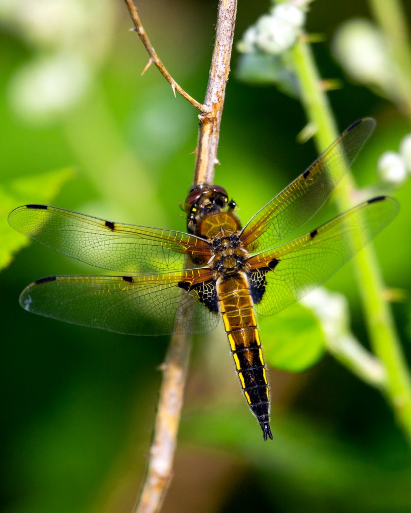 Vierfleck (Libellula quadrimaculata)