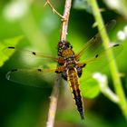 Vierfleck (Libellula quadrimaculata)