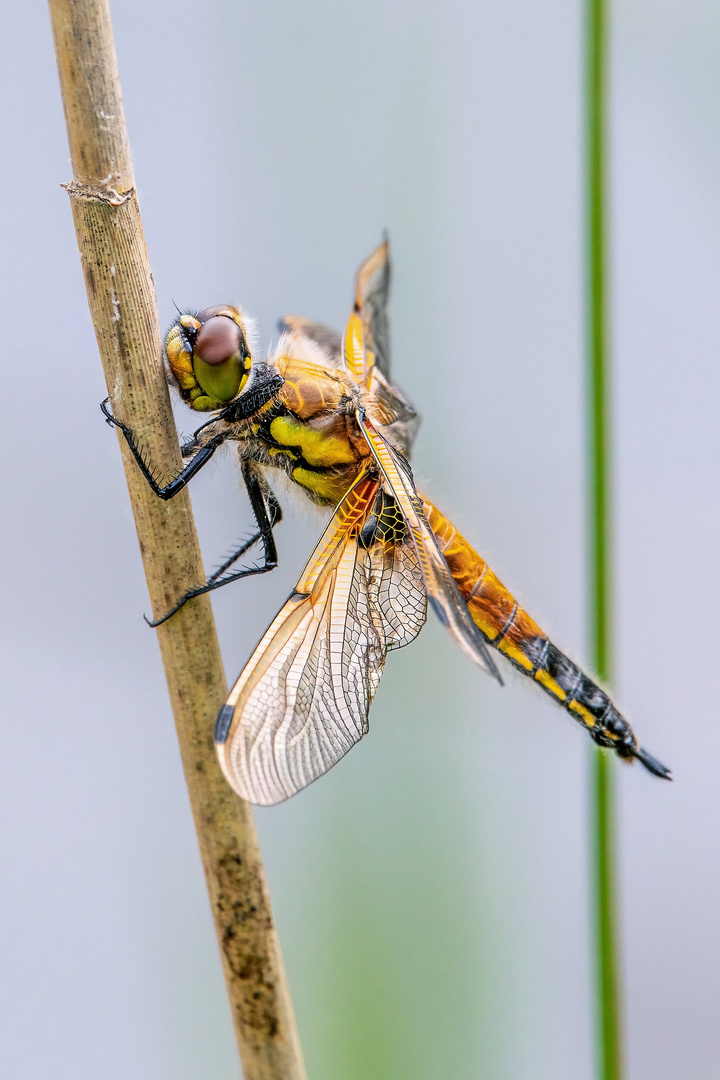 Vierfleck - libellula quadrimaculata