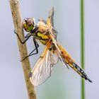 Vierfleck - libellula quadrimaculata