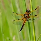 Vierfleck (Libellula quadrimaculata) 