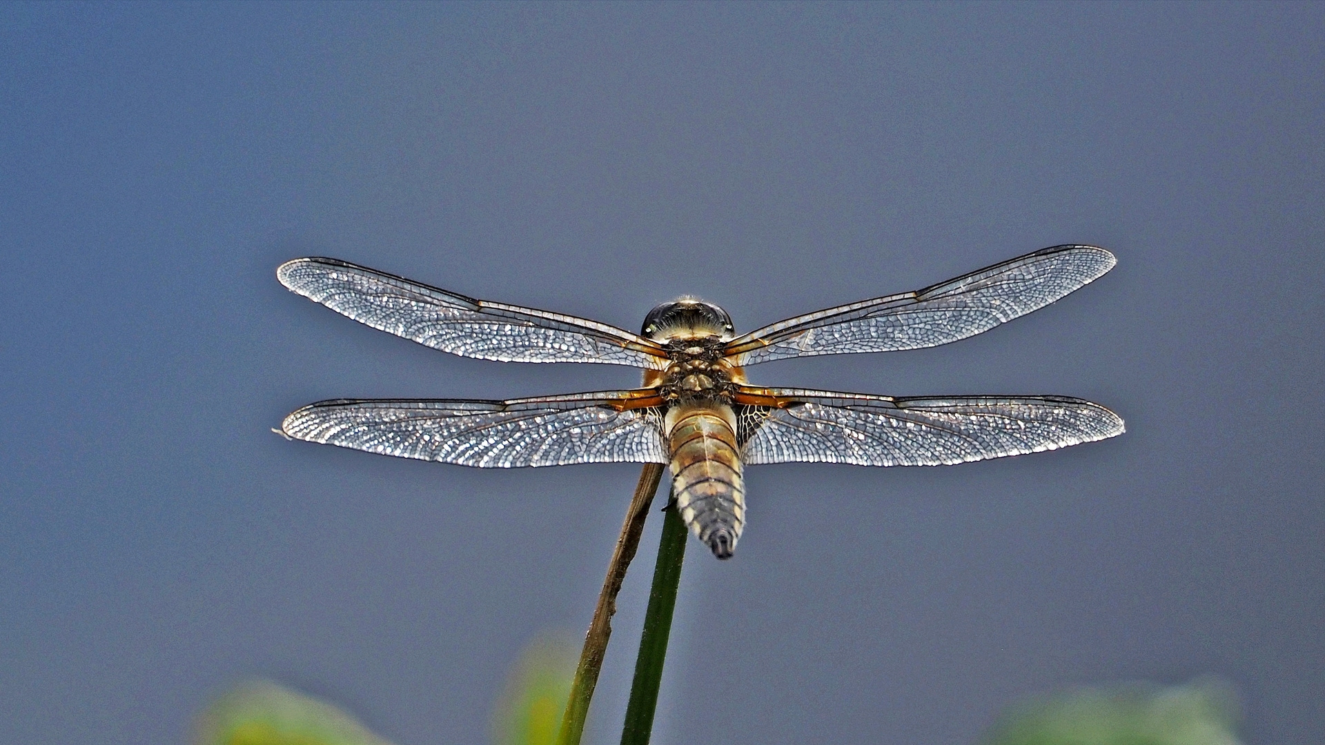 Vierfleck (Libellula quadrimaculata)