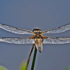 Vierfleck (Libellula quadrimaculata)