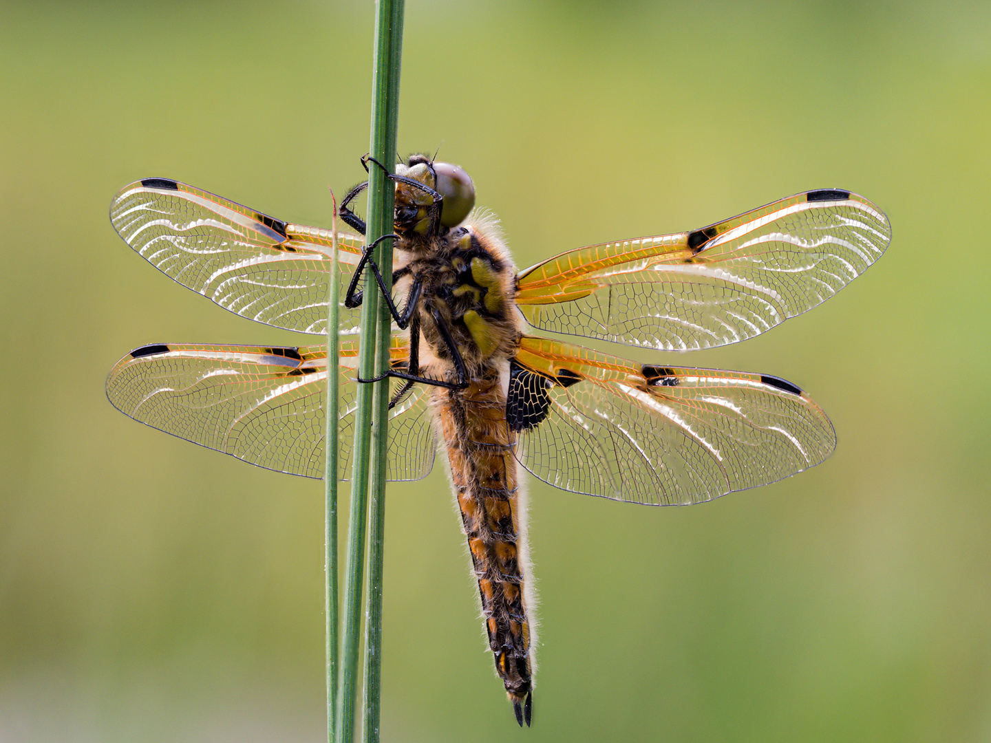 Vierfleck - Libellula quadrimaculata .)